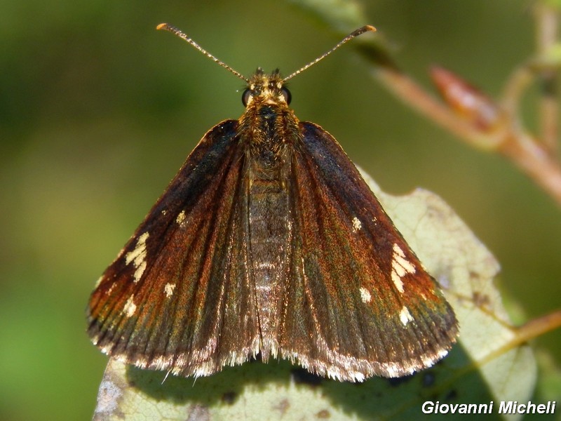 Heteropterus morpheus 2^ generazione